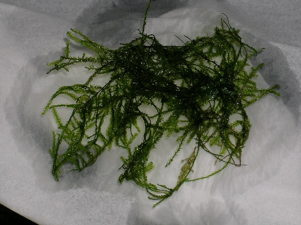 Java moss — Source-labelled species photo; identification not independently verified