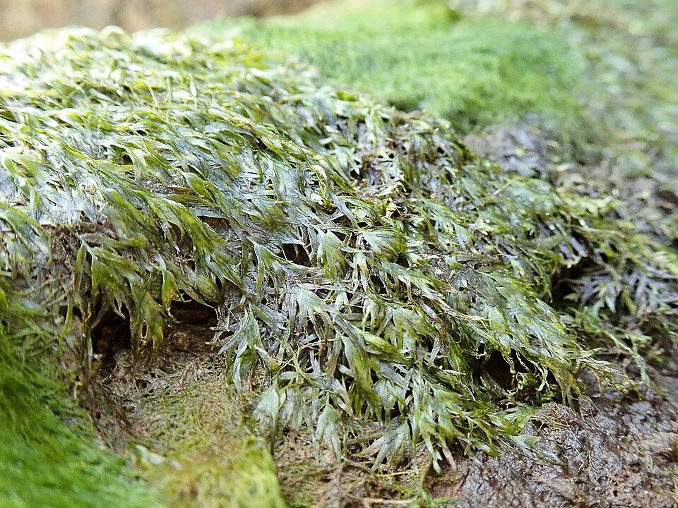 Phoenix moss — Source-labelled species photo; identification not independently verified