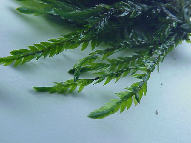 Willow / greater water-moss — Source-labelled species photo; identification not independently verified