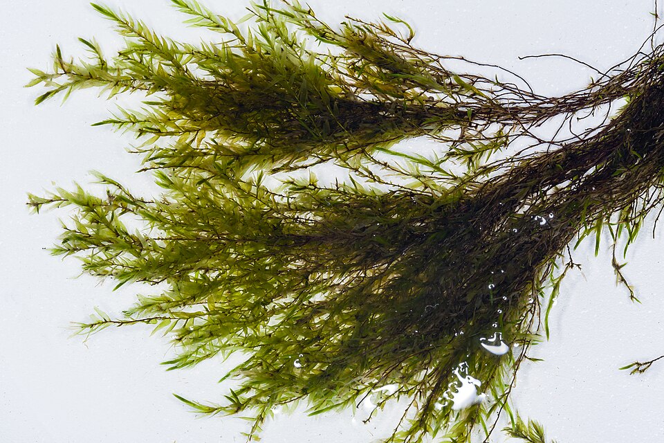 Fine water-moss — Source-labelled species photo; identification not independently verified
