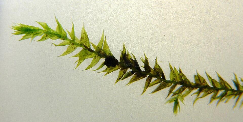 Streamside feather-moss — Source-labelled species photo; identification not independently verified