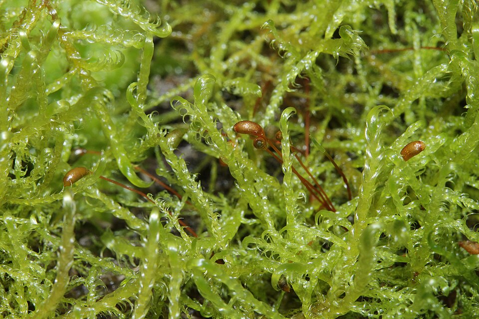 Kneiff’s hook-moss / Stringy moss — Source-labelled species growth photo; identification not independently verified