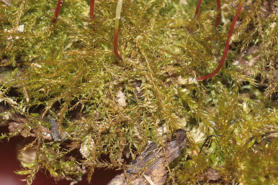 Nano / creeping feather-moss — Source-labelled species photo; identification not independently verified
