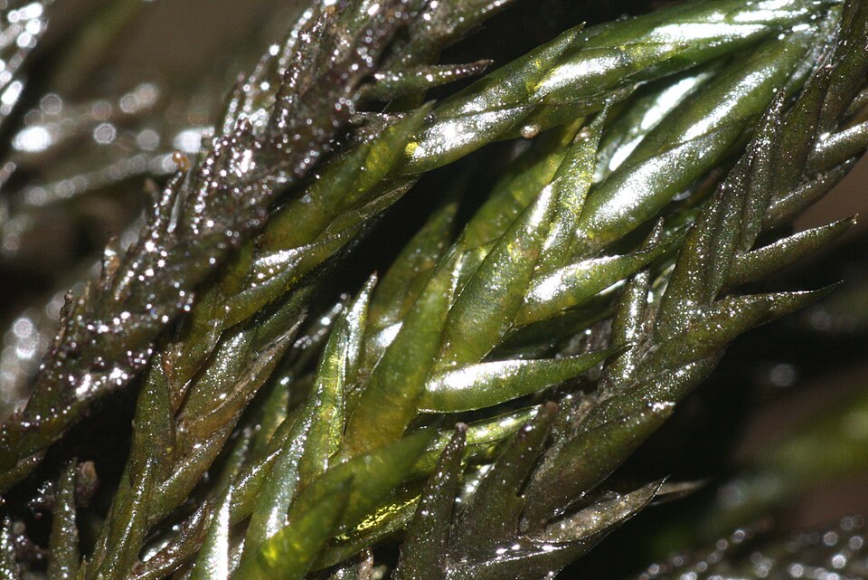 Alpine water-moss — Source-labelled species photo; identification not independently verified