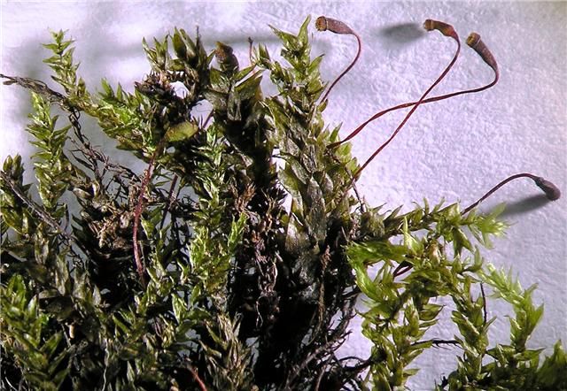 Long-beaked water feather-moss — Source-labelled species photo; identification not independently verified