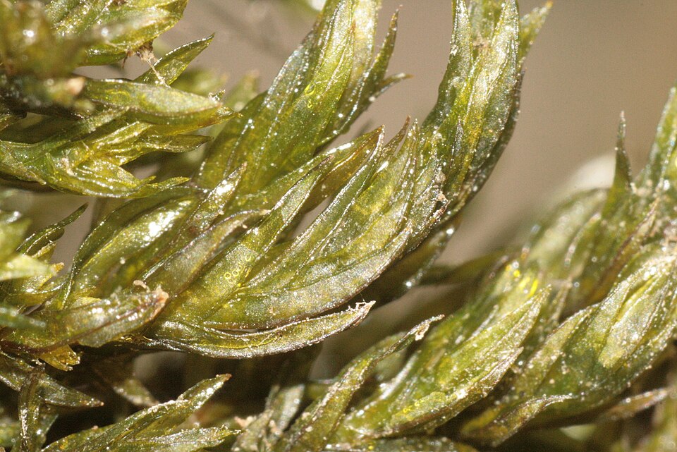 Smaller lattice-moss — Source-labelled species photo; identification not independently verified