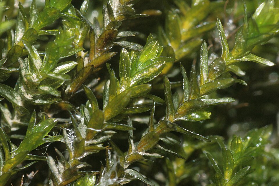 Larger lattice-moss — Source-labelled species photo; identification not independently verified