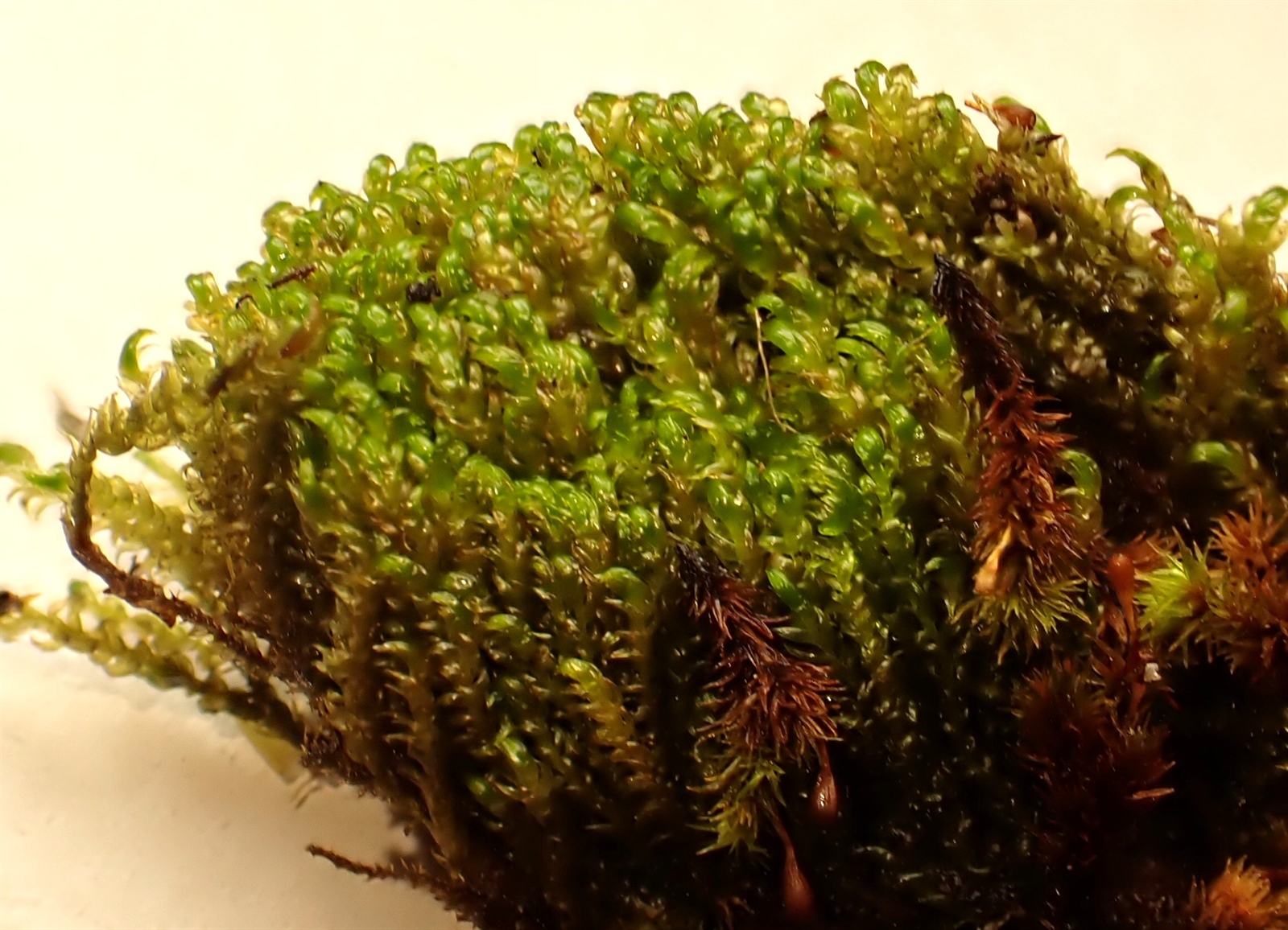 Claw brook-moss — Source-labelled species observation; identification not independently verified