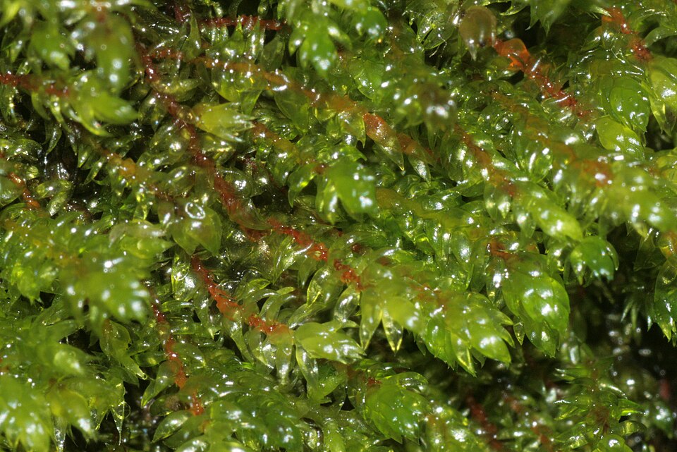Western brook-moss — Source-labelled species photo; identification not independently verified