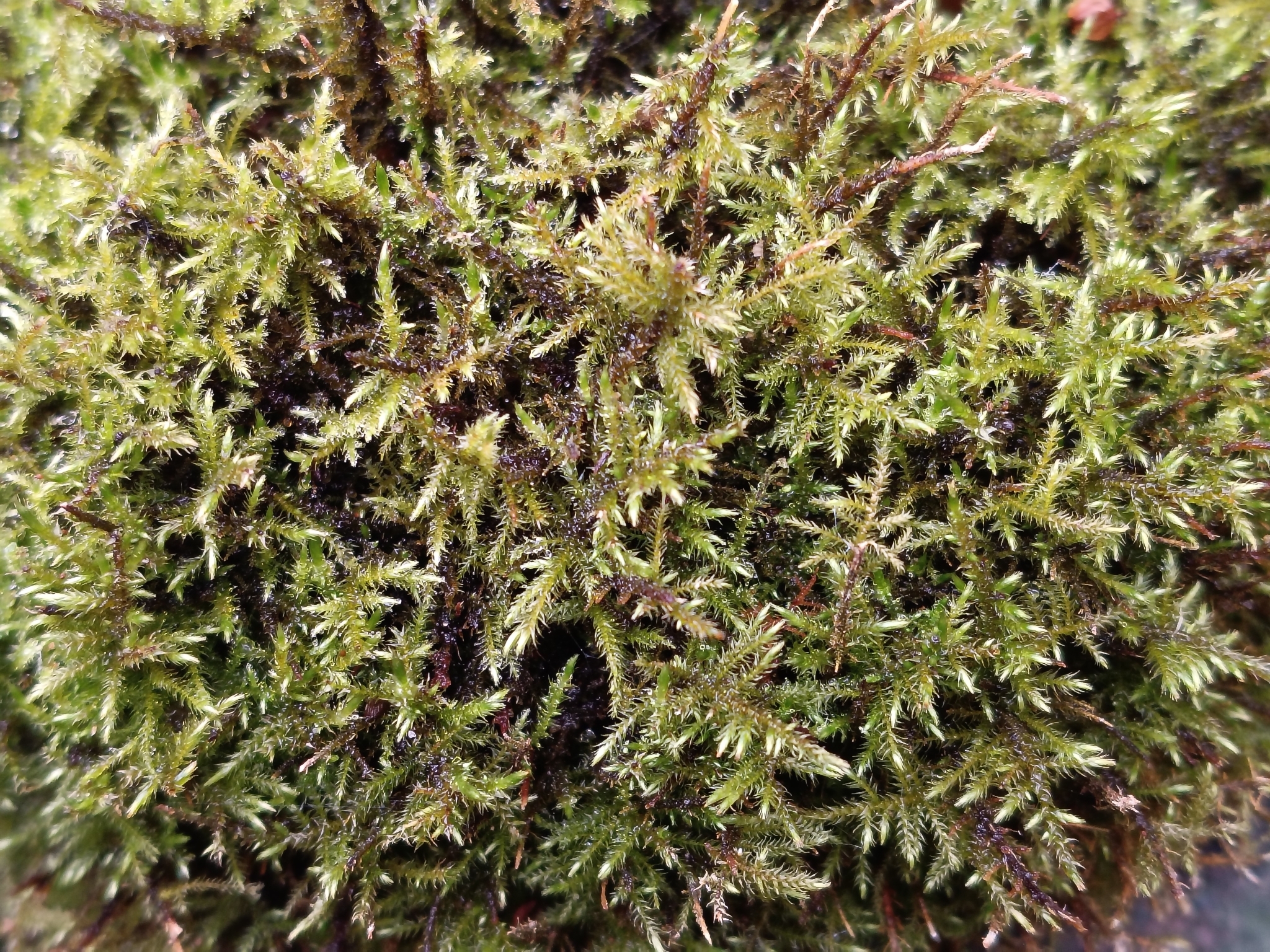 Fern-leaved hook-moss — Source-labelled species observation; identification not independently verified