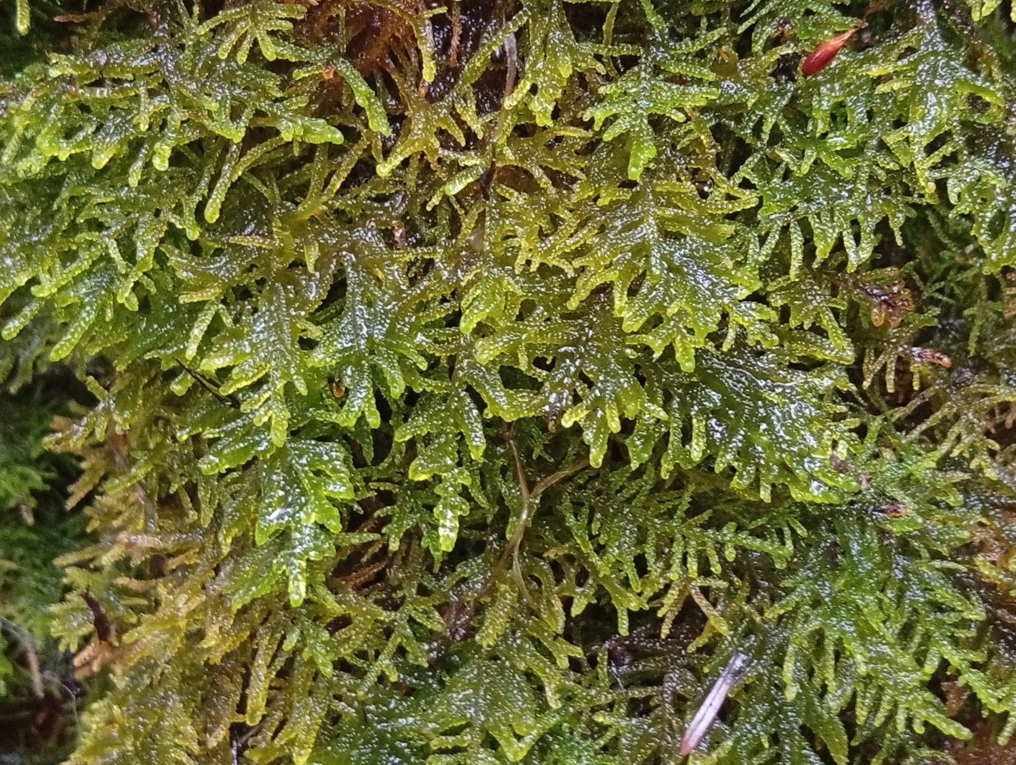 Curled hook-moss — Source-labelled species observation; identification not independently verified