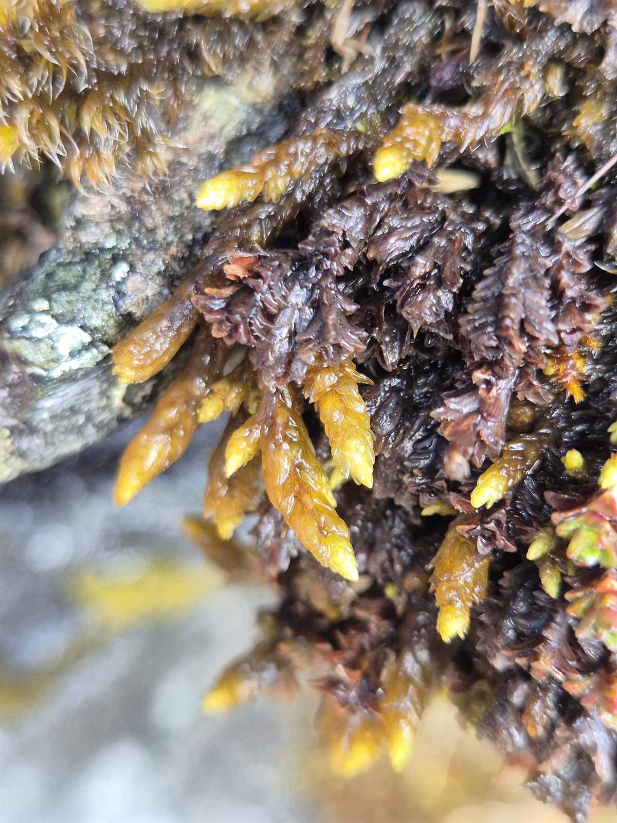 Hooked scorpion-moss — Source-labelled species observation; identification not independently verified