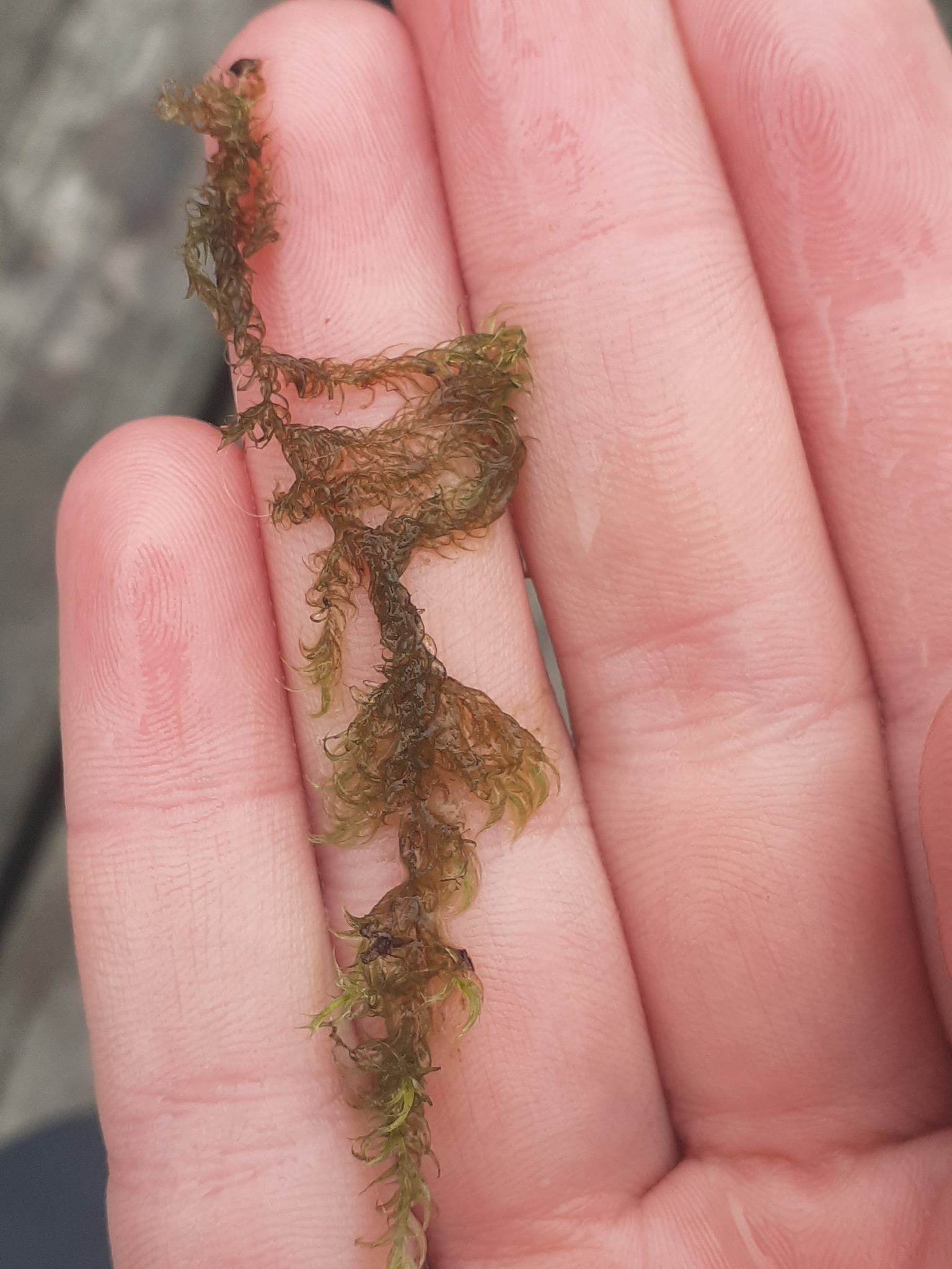 Floating hook-moss — Source-labelled species observation; identification not independently verified