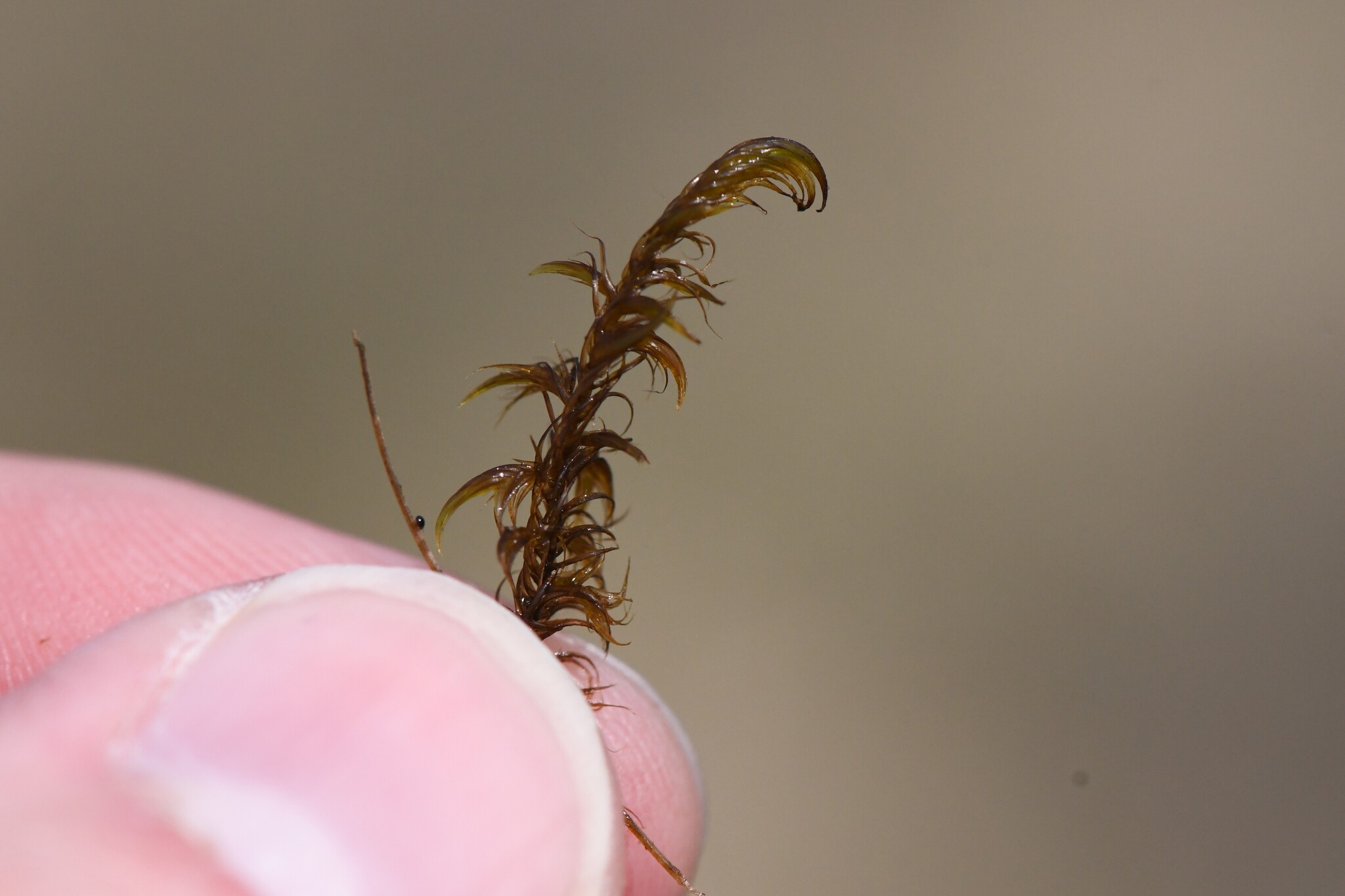 Ringless hook-moss — Source-labelled species observation; identification not independently verified