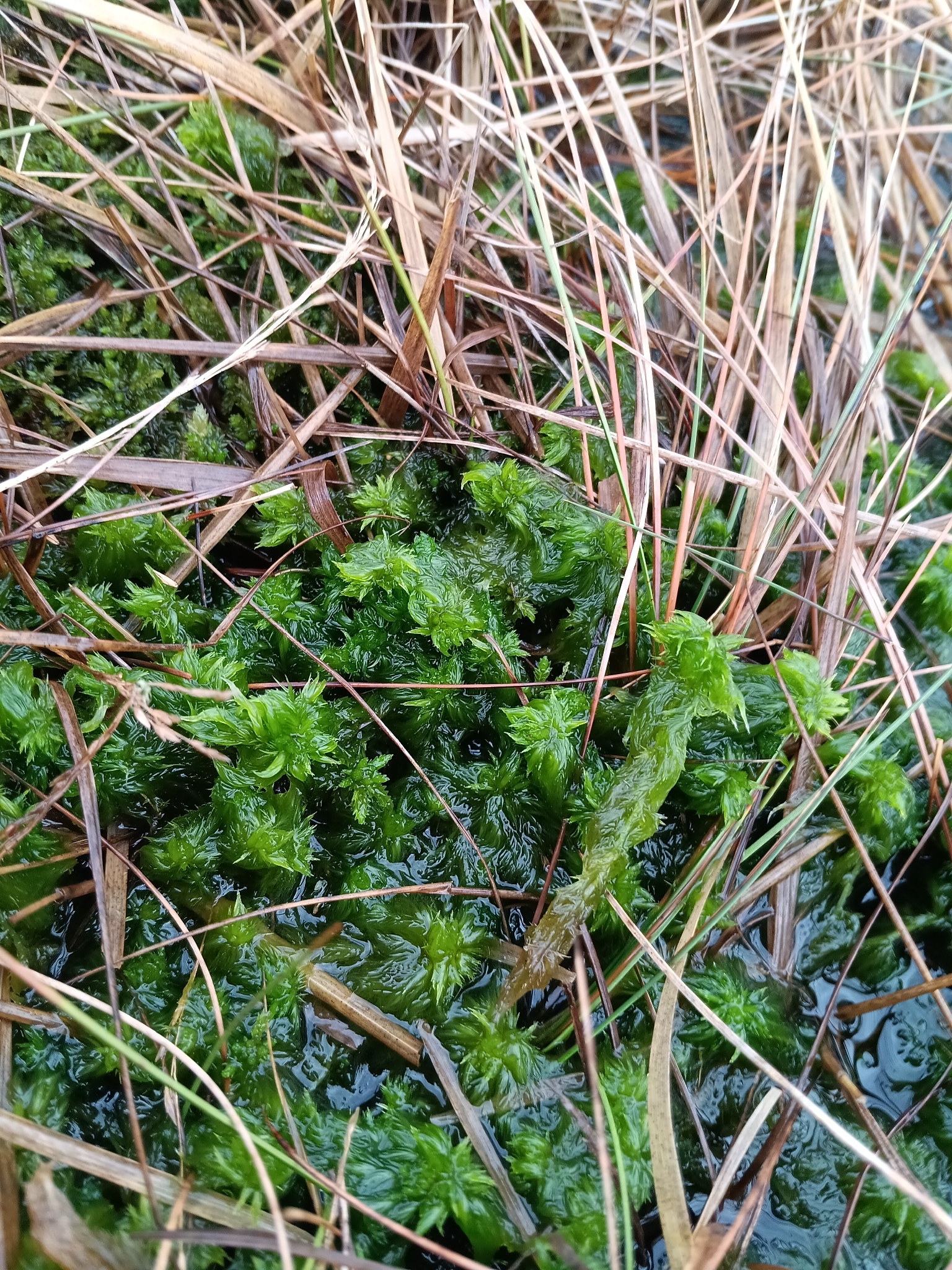 Feathery bog-moss — Source-labelled species observation; identification not independently verified