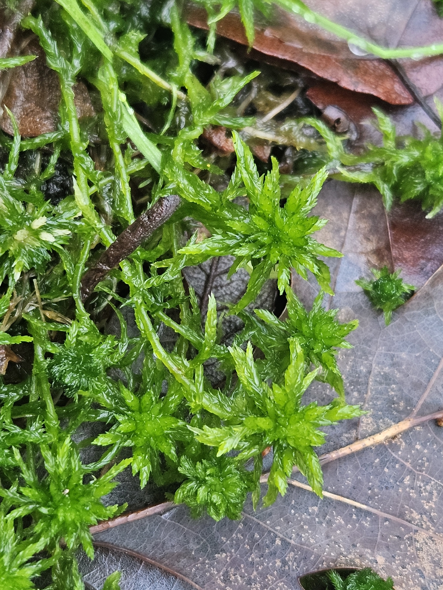 Cow-horn bog-moss — Source-labelled species observation; identification not independently verified