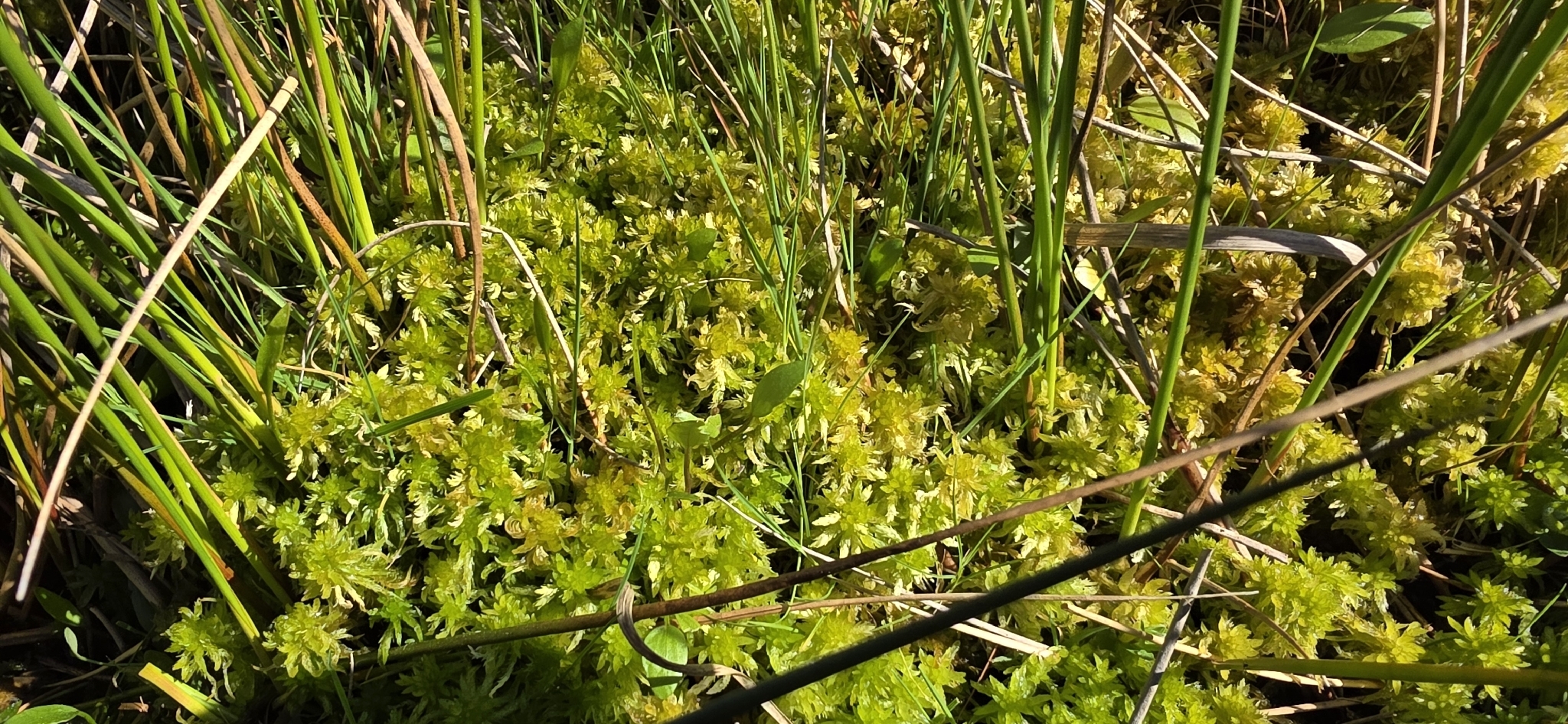 Lesser cow-horn bog-moss — Source-labelled species observation; identification not independently verified