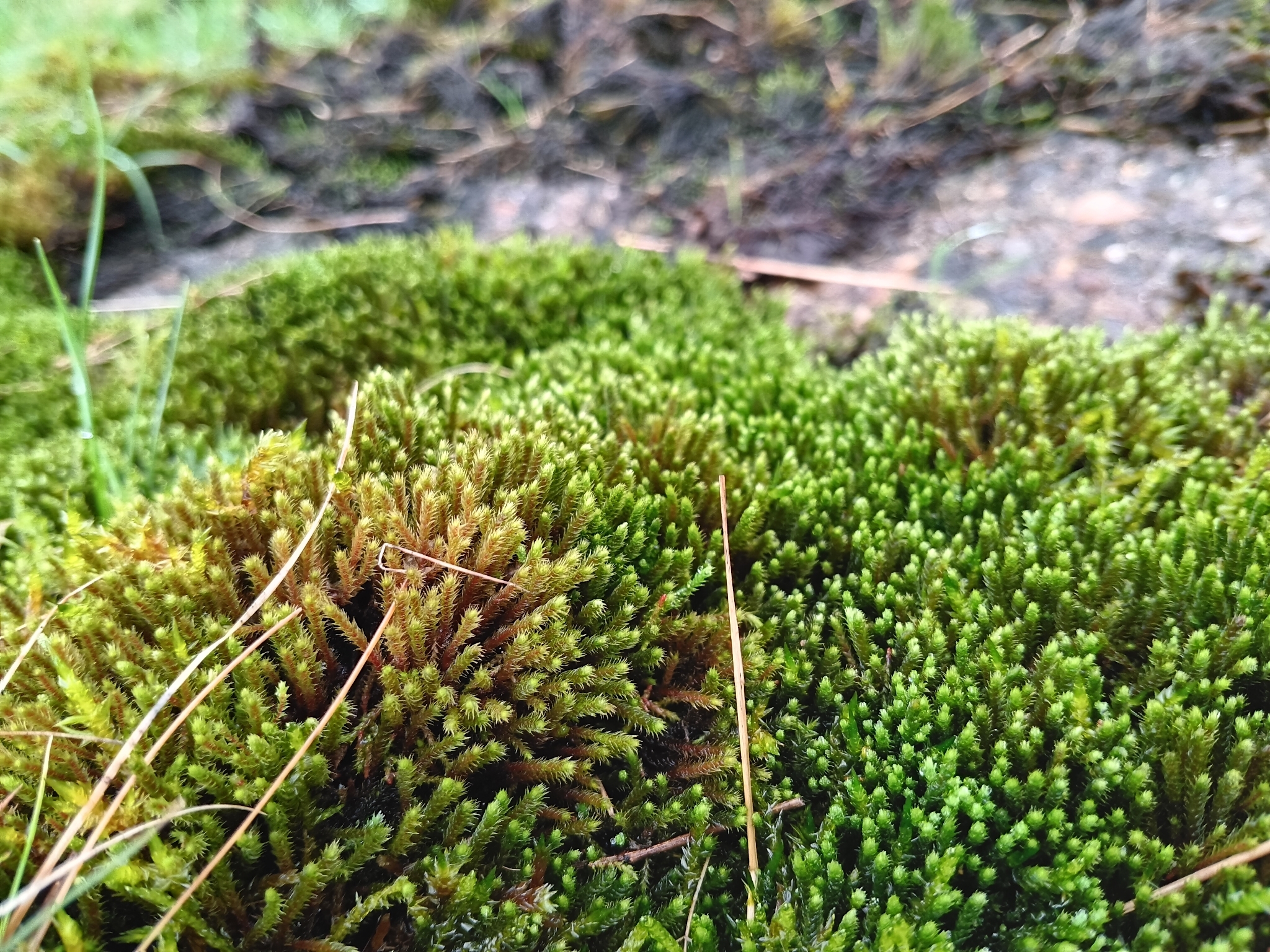 Fountain apple-moss — Source-labelled species observation; identification not independently verified