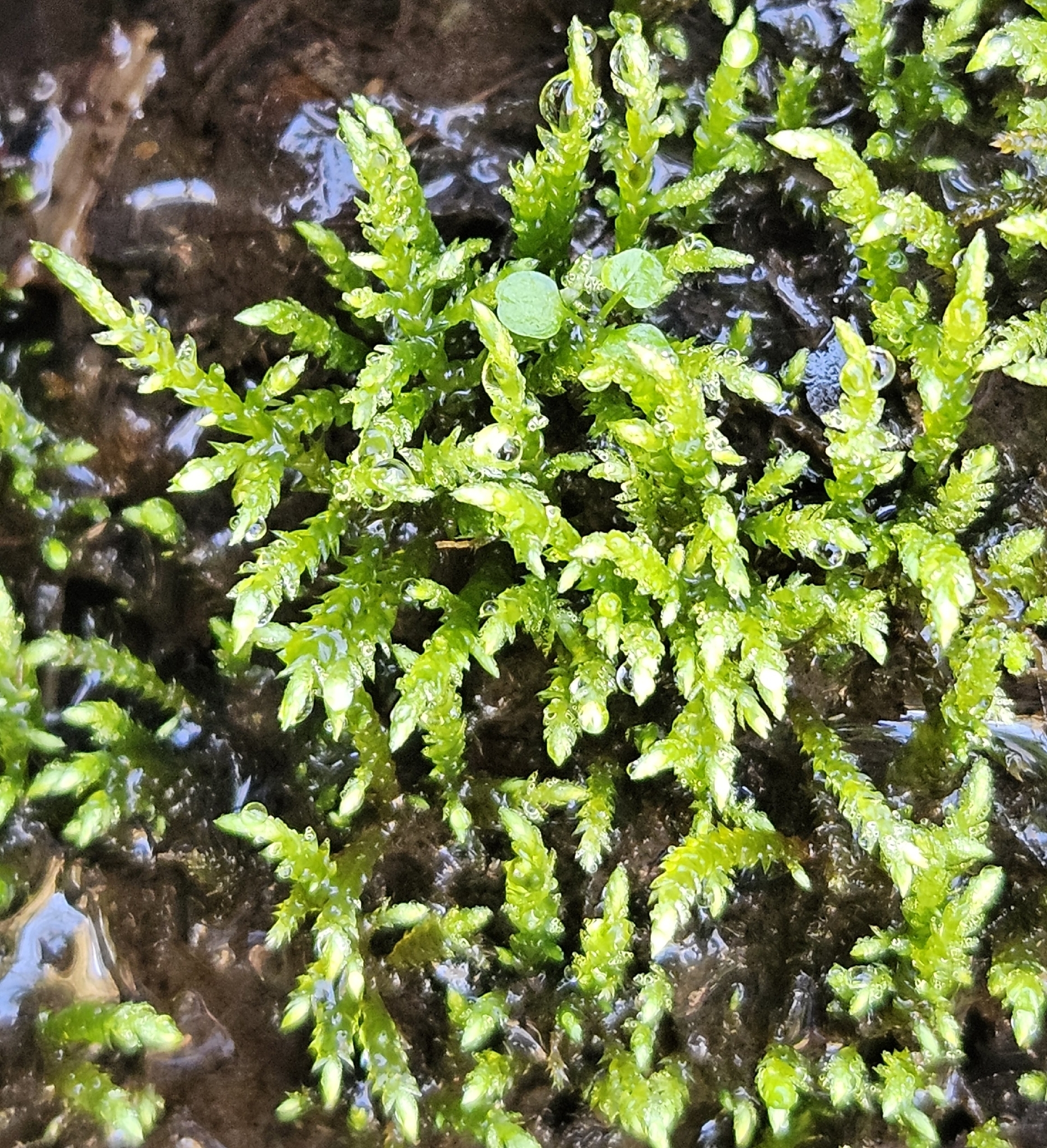 River feather-moss — Source-labelled species observation; identification not independently verified