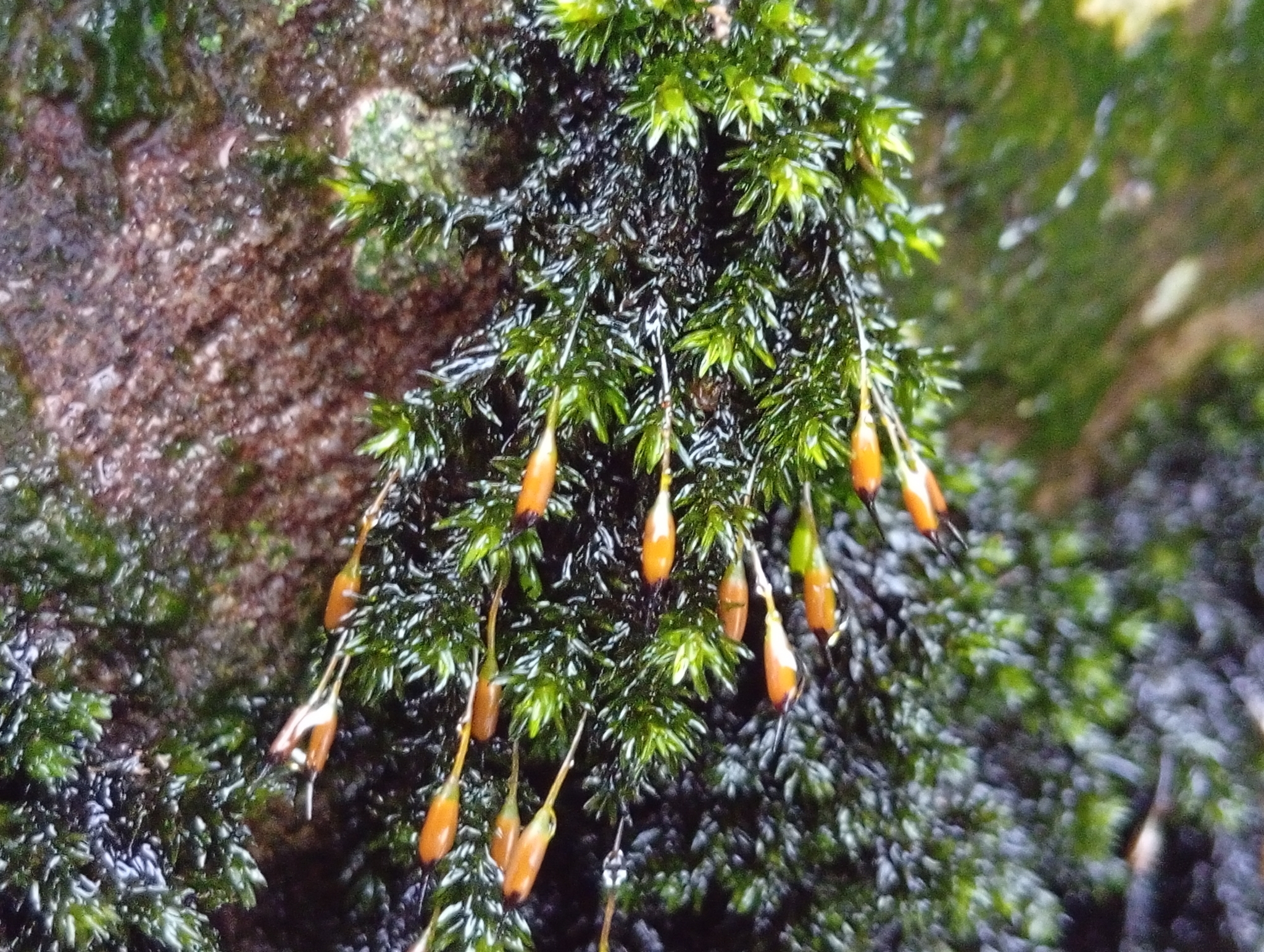 Yellow fringe-moss — Source-labelled species observation; identification not independently verified