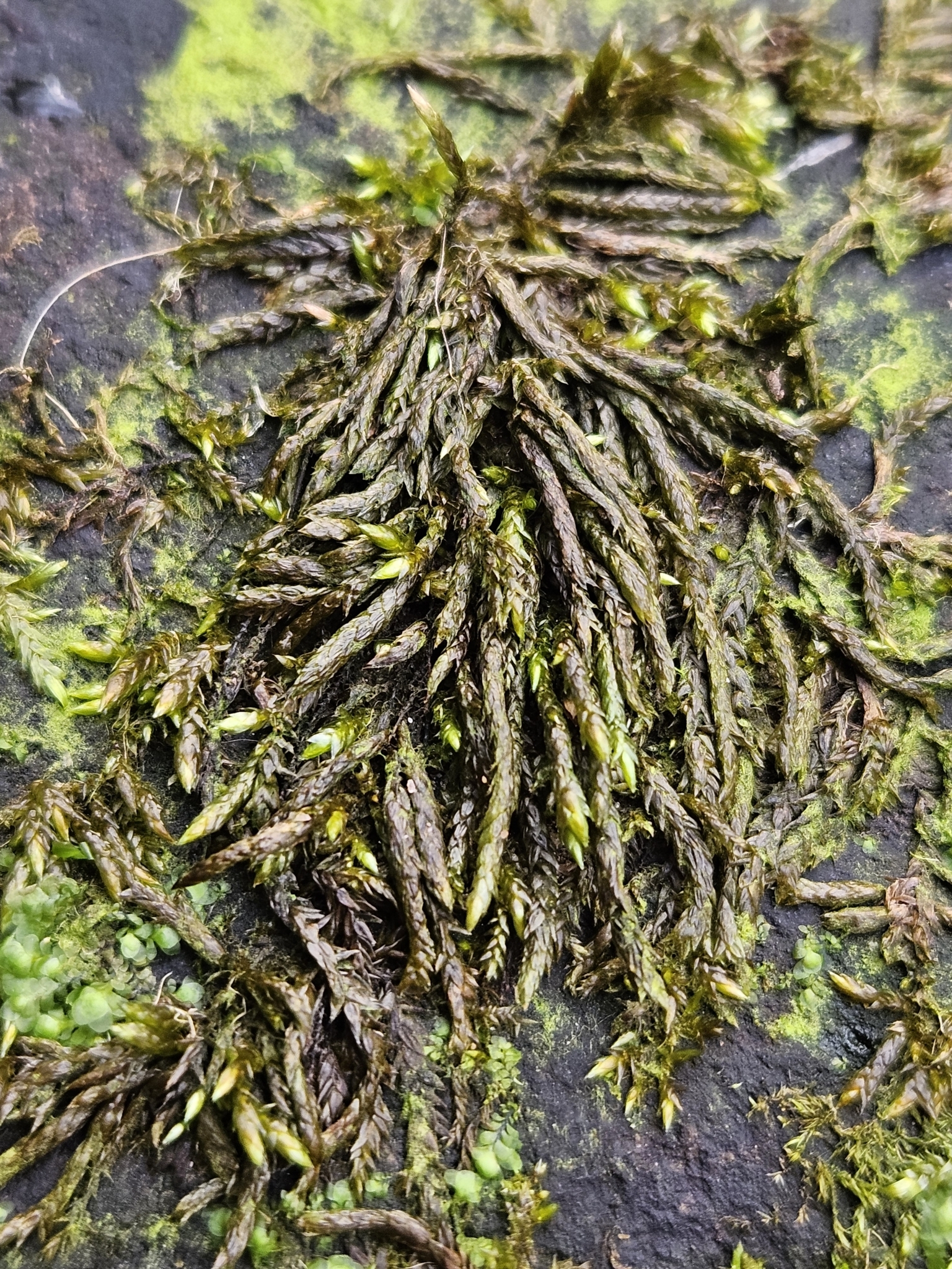 Portuguese feather-moss — Source-labelled species observation; identification not independently verified