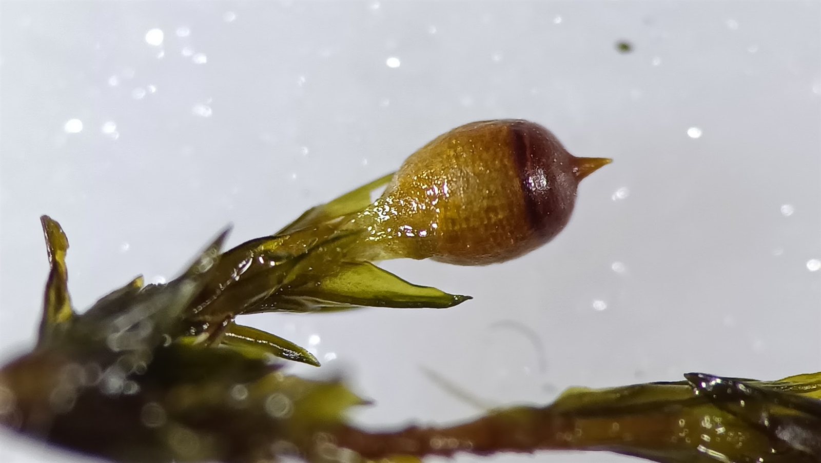 River grimmia — Source-labelled Schistidium rivulare sporophyte detail; identification not independently verified