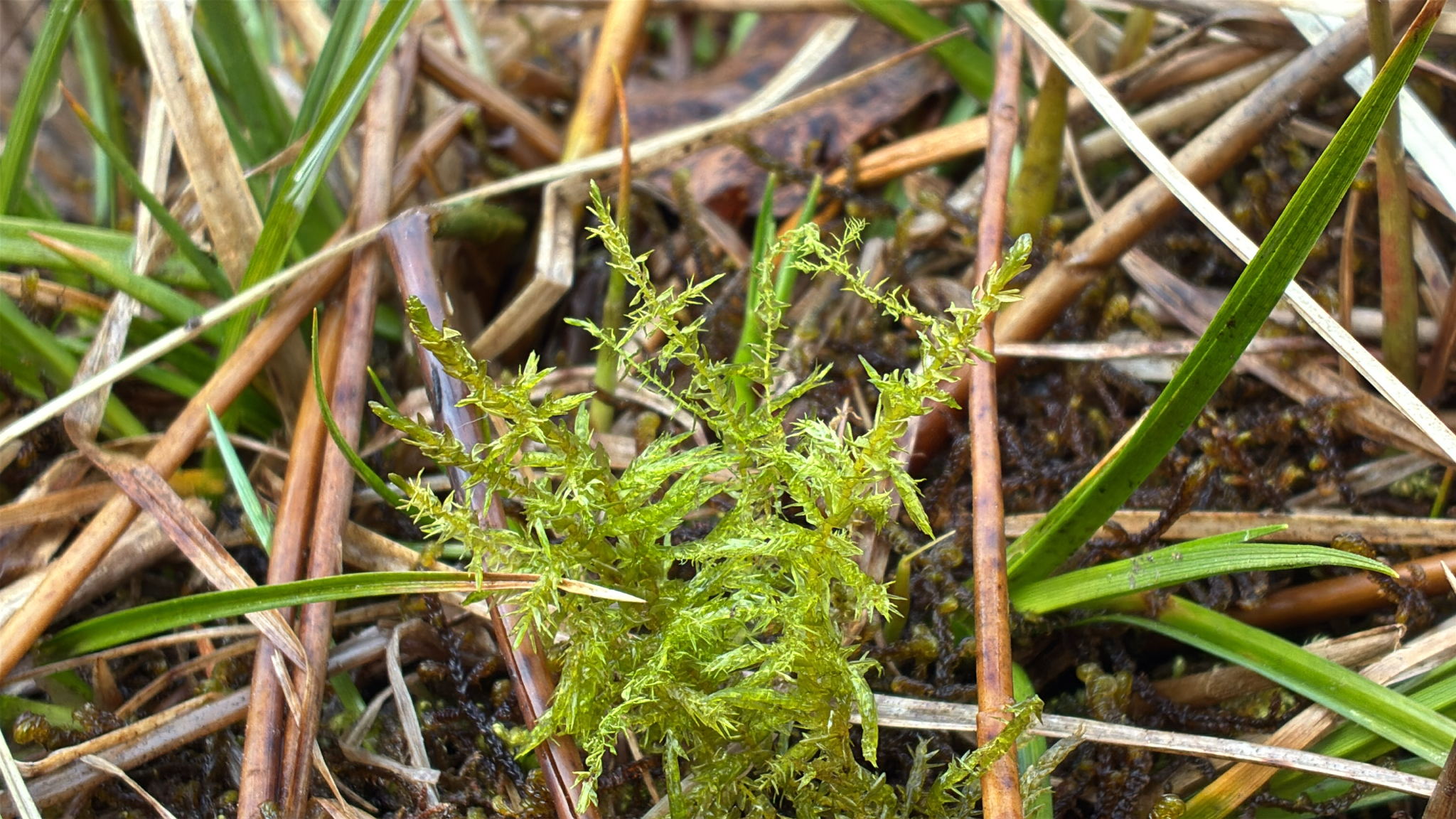 Giant spear-moss — Source-labelled species observation; identification not independently verified