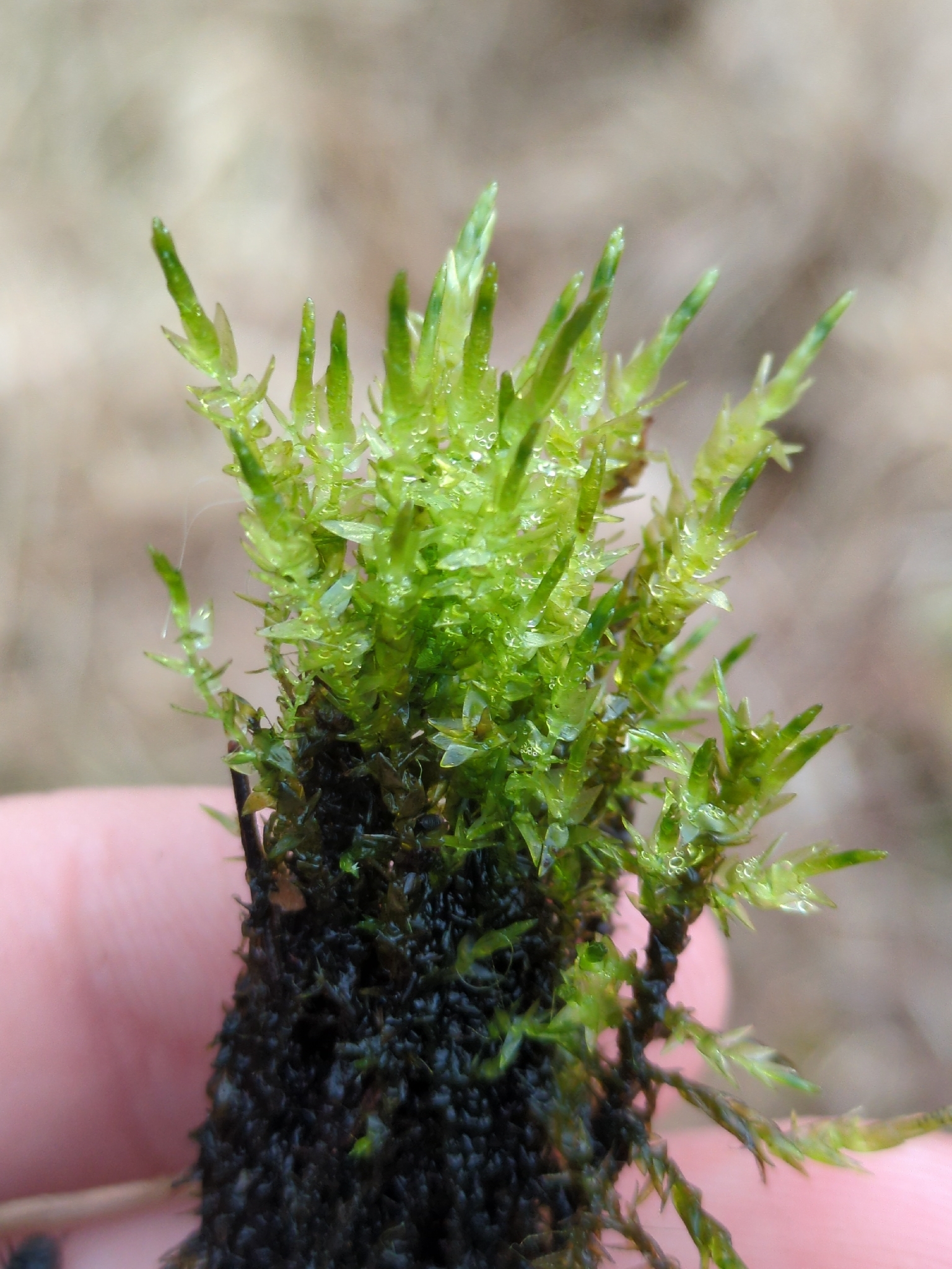 Heart-leaved spear-moss — Source-labelled species observation; identification not independently verified