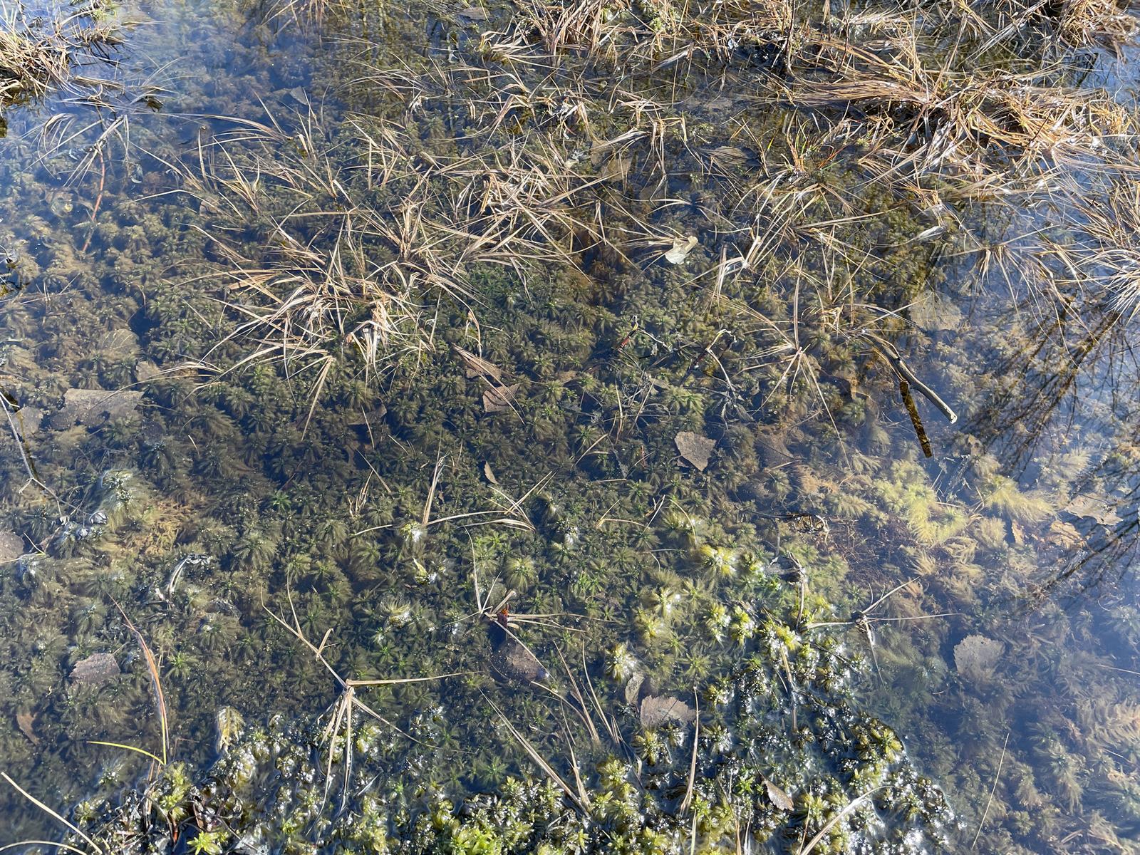 Olive bog-moss — Source-labelled Sphagnum majus habitat photo; individual shoots are not resolved